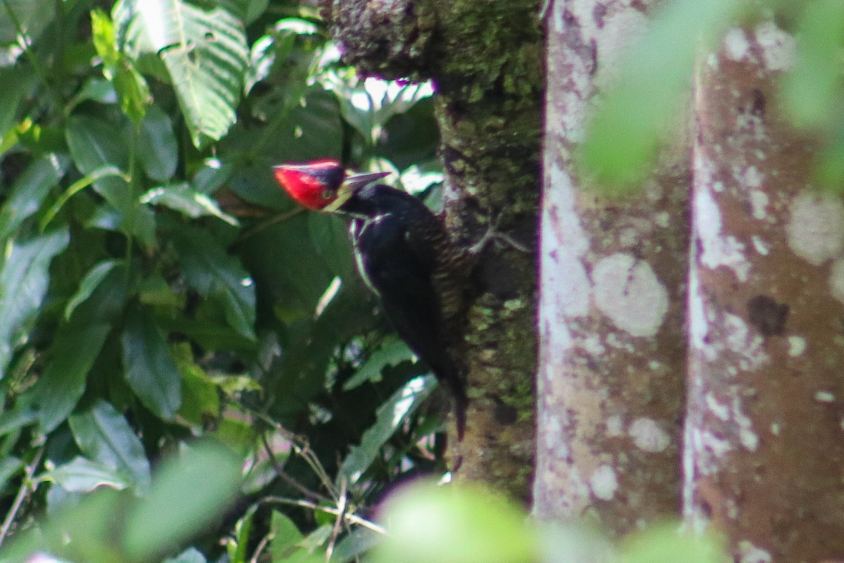 Crimson-crested Woodpecker - ML635606336