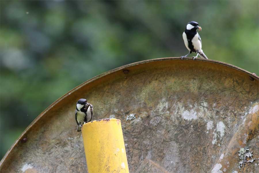 Asian Tit - ML635606394