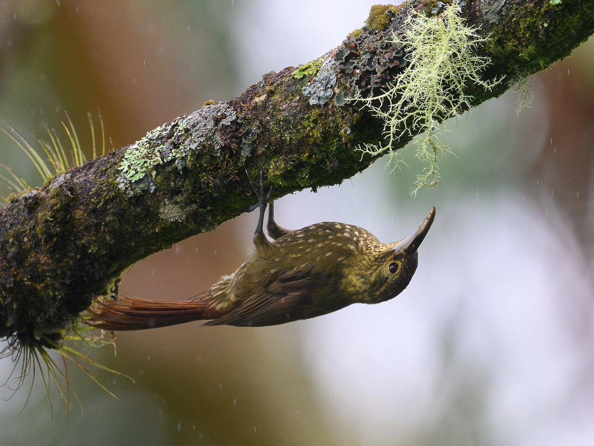 Spotted Woodcreeper - ML635606542