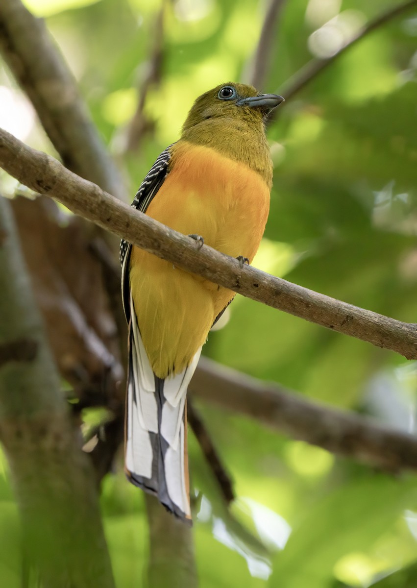Orange-breasted Trogon - ML635606565