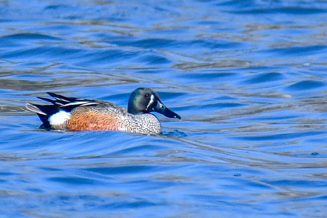 Blue-winged Teal x Northern Shoveler (hybrid) - ML635606638