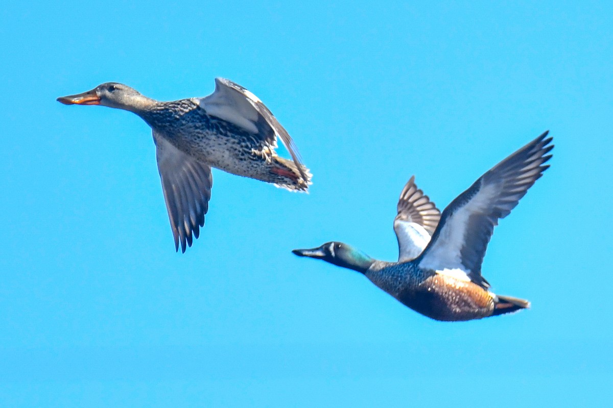 Blue-winged Teal x Northern Shoveler (hybrid) - ML635606639