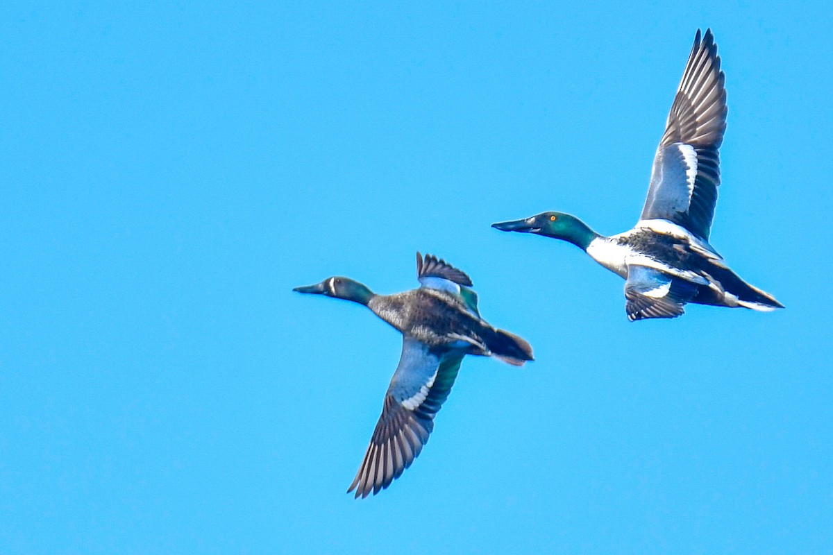 Blue-winged Teal x Northern Shoveler (hybrid) - ML635606640