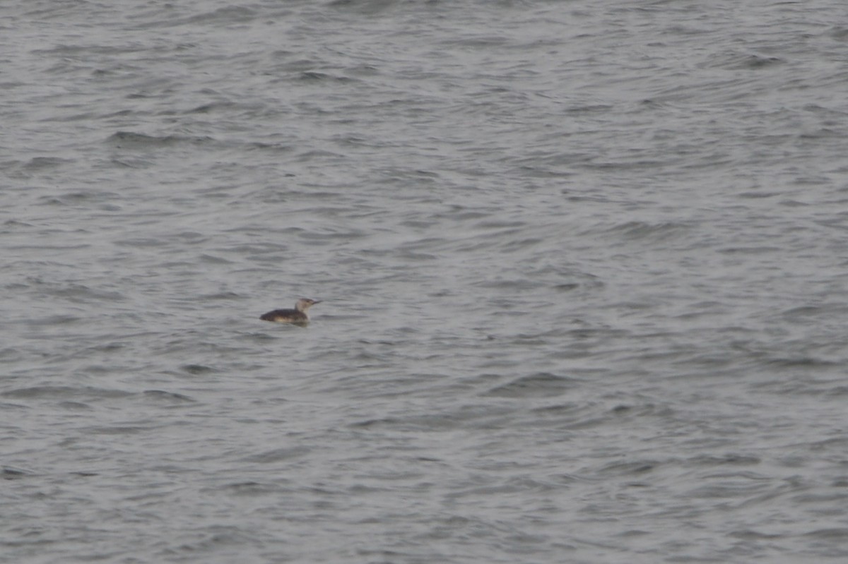 Red-throated Loon - ML635606769