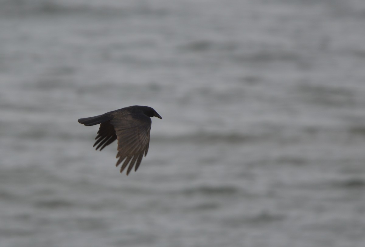 Fish Crow - ML635606774