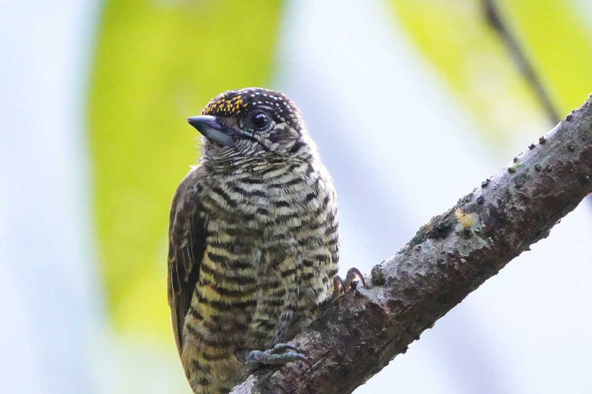 Lafresnaye's Piculet - ML635606802