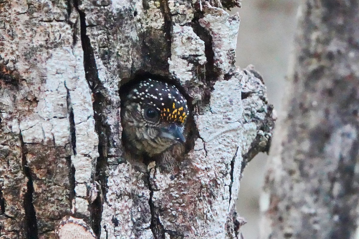 Lafresnaye's Piculet - ML635606807