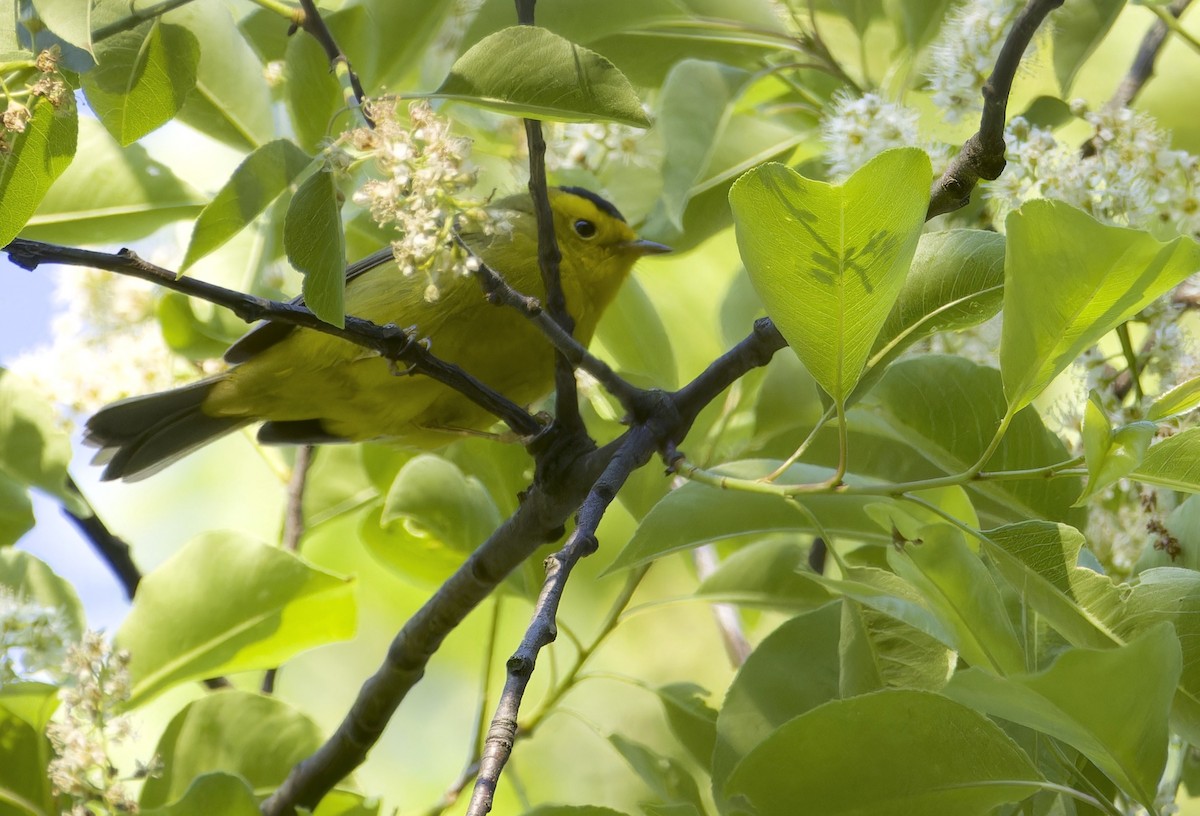 Wilson's Warbler - ML635606854