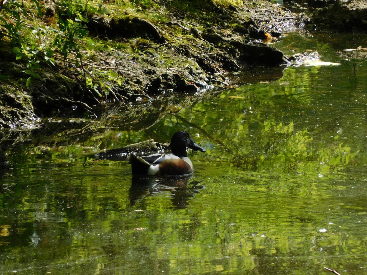 Canard souchet - ML635607003