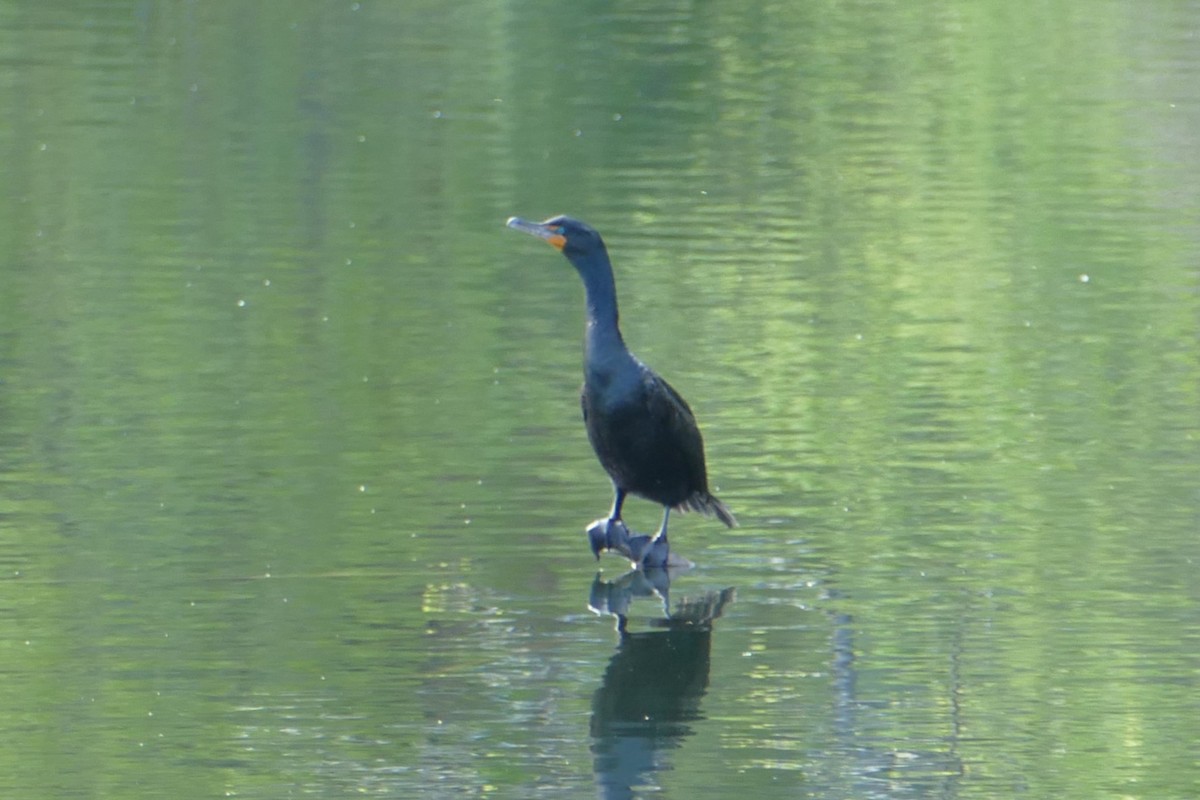 Double-crested Cormorant - ML635607247