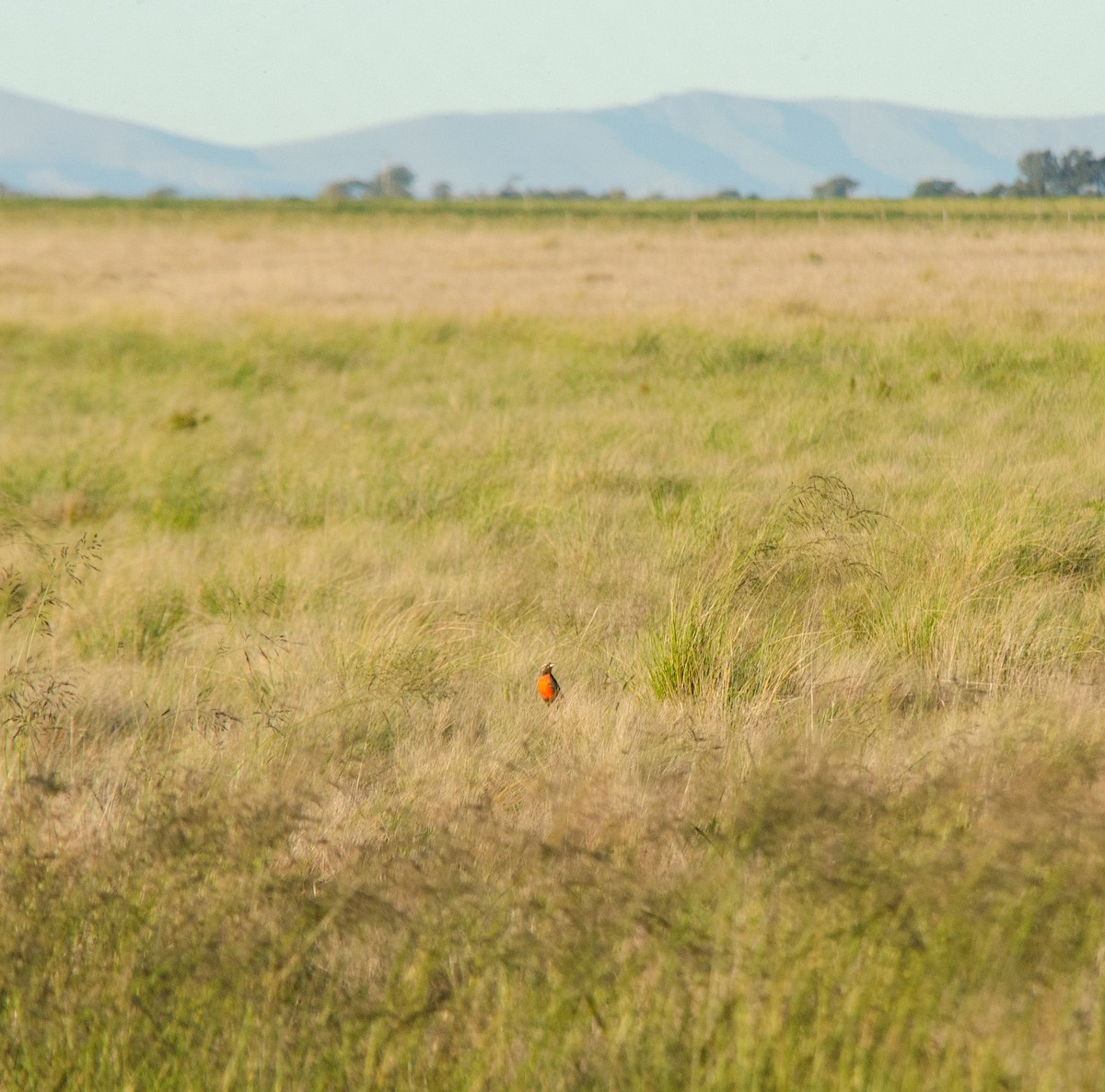 Pampas Meadowlark - ML635607273
