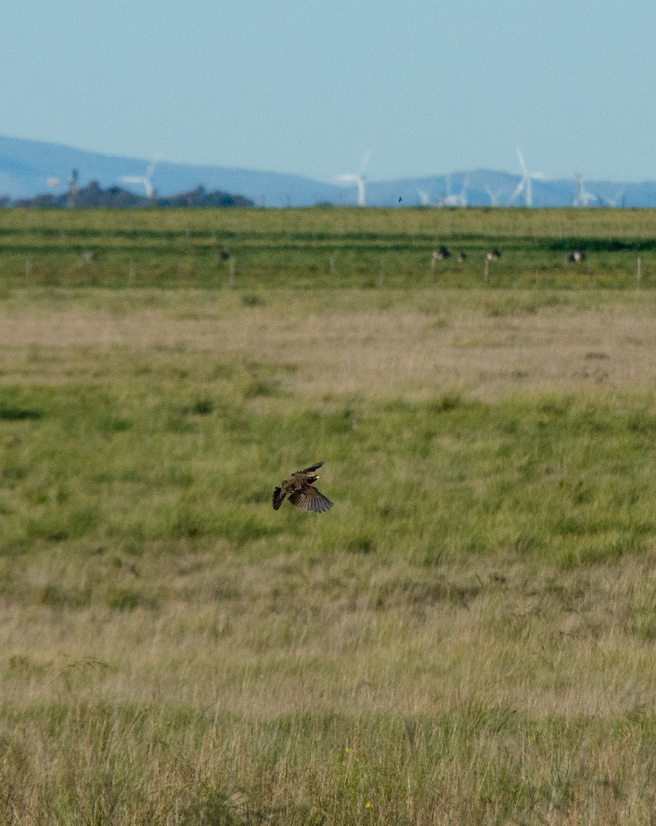 Pampas Meadowlark - ML635607276
