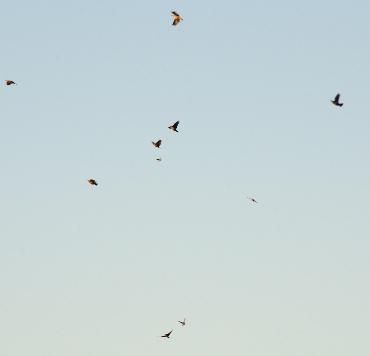 Pampas Meadowlark - ML635607277