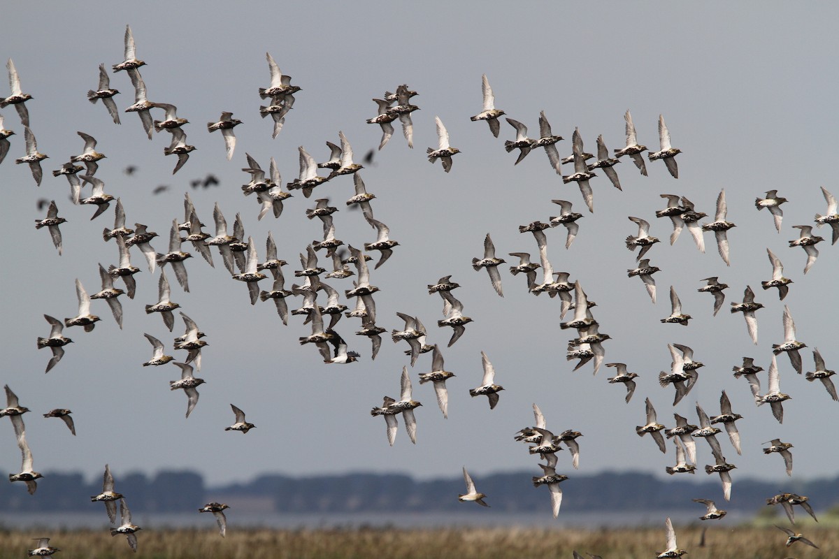 European Golden-Plover - Christoph Moning