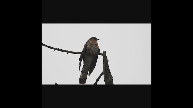 Large Hawk-Cuckoo - ML635607321