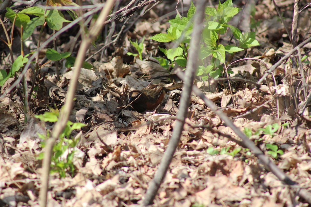 Eastern Towhee - ML635607363