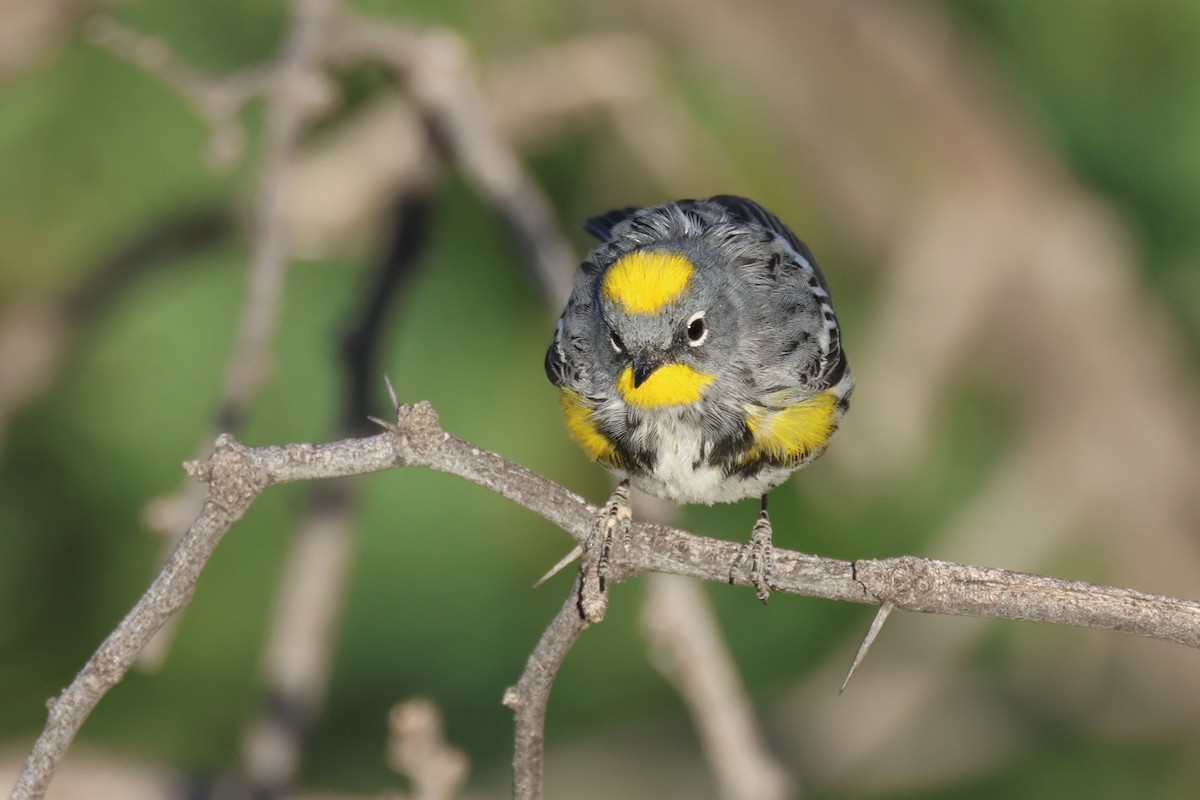 Yellow-rumped Warbler (Audubon's) - ML635607457