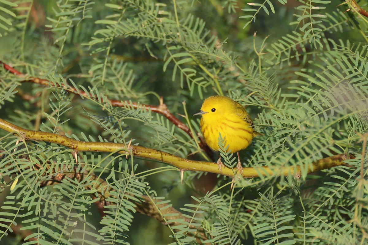 Yellow Warbler (Northern) - ML635607486