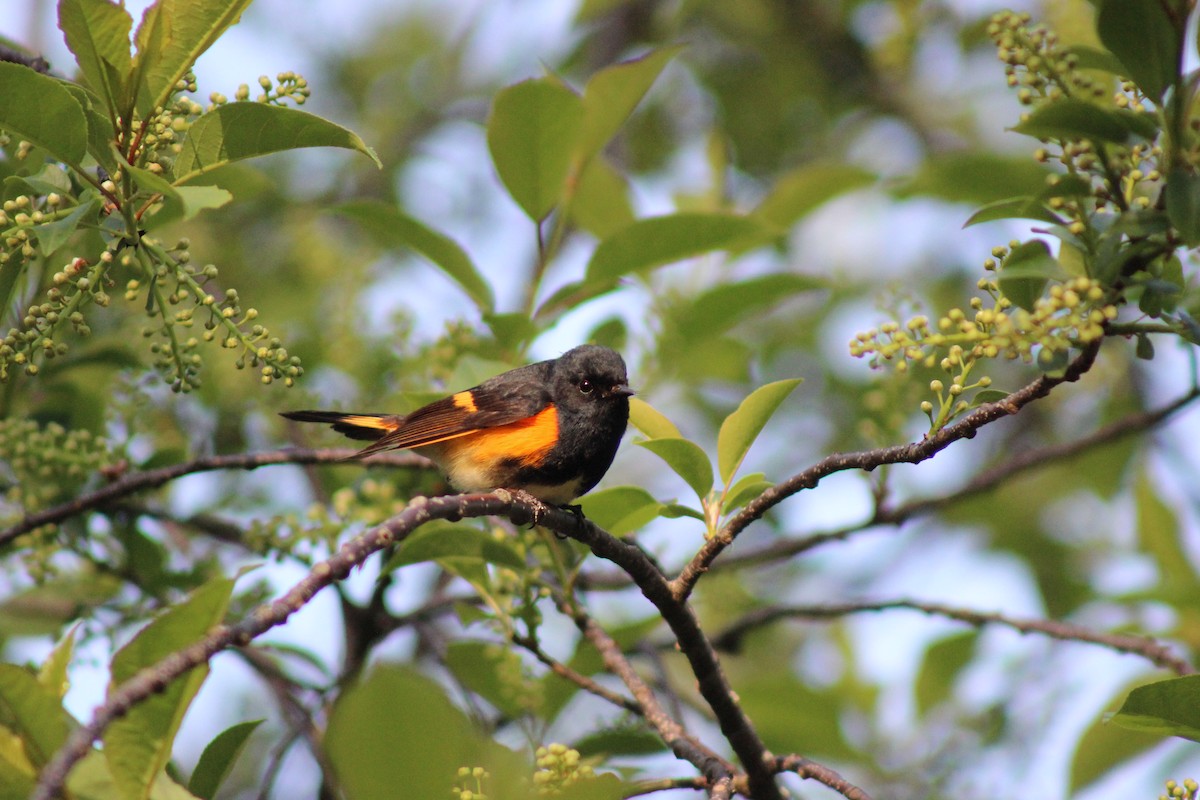 American Redstart - ML635607519