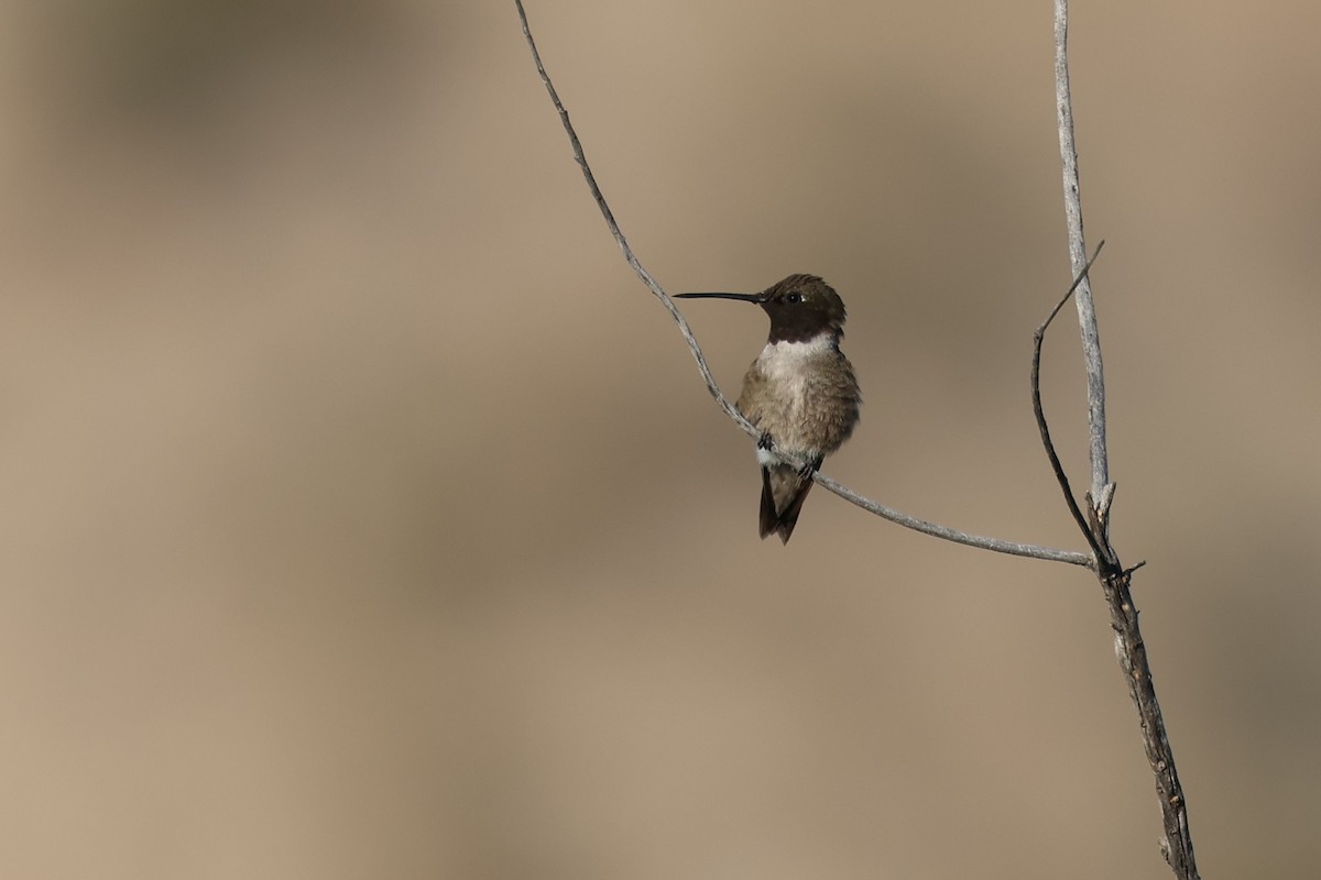 Black-chinned Hummingbird - ML635607527