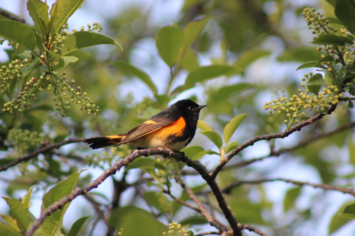 American Redstart - ML635607551