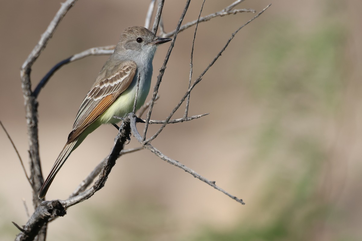 Ash-throated Flycatcher - ML635607583