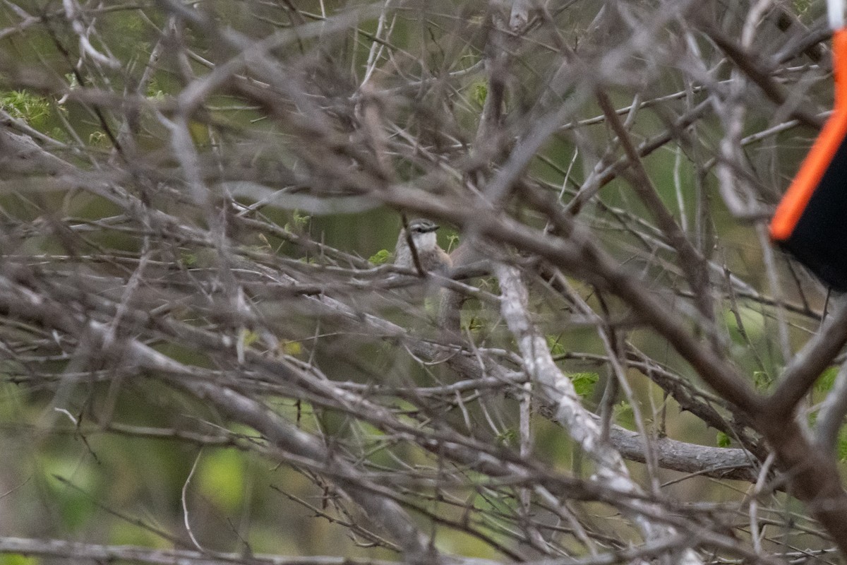 Necklaced Spinetail - ML635607603