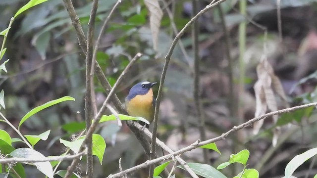 Gobemouche givré - ML635607641