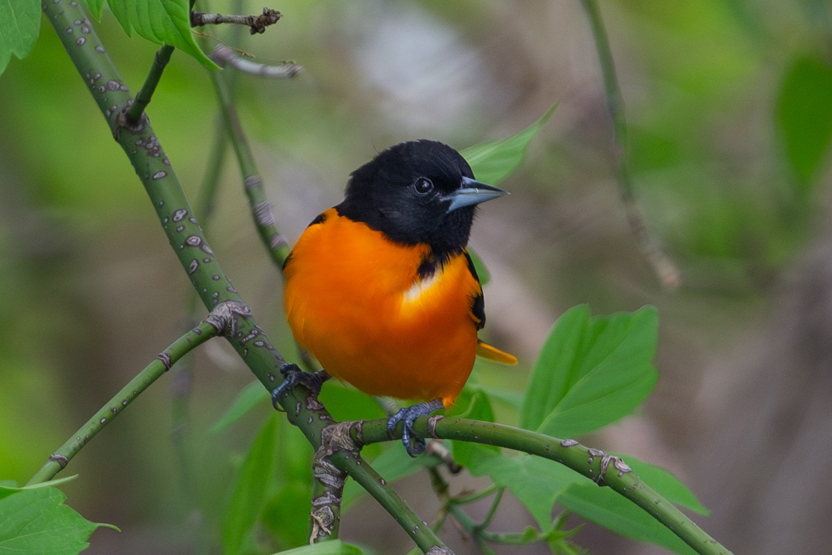 Baltimore Oriole - ML635607648