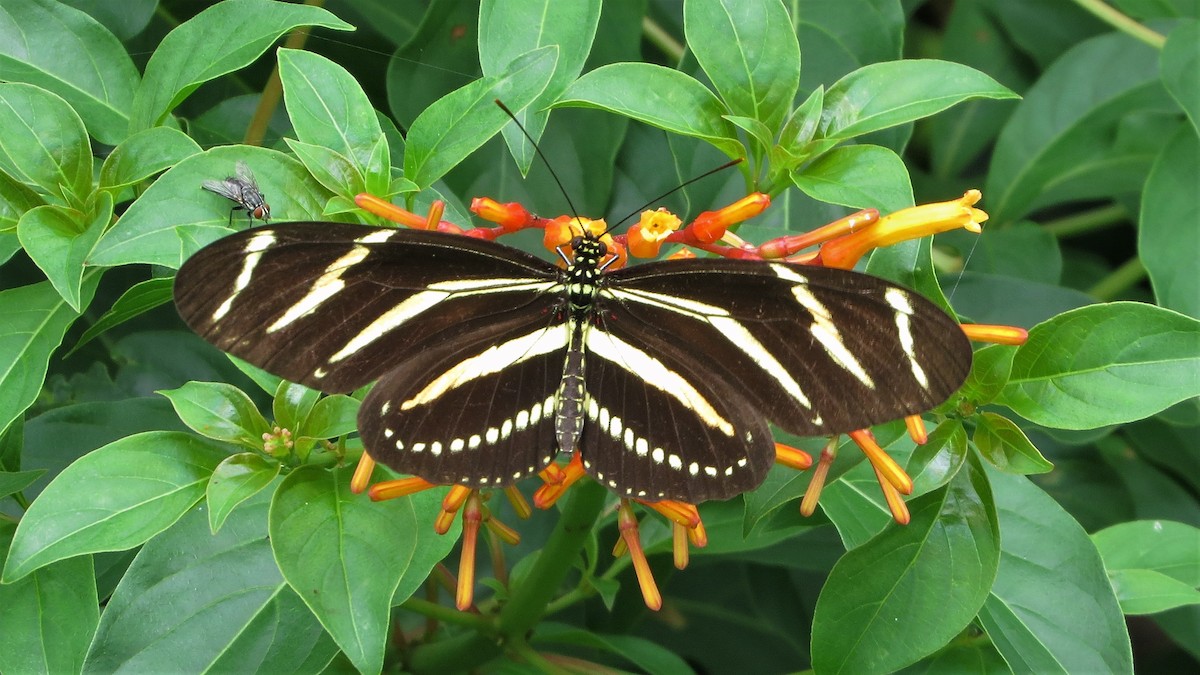 Insects - ML635607665