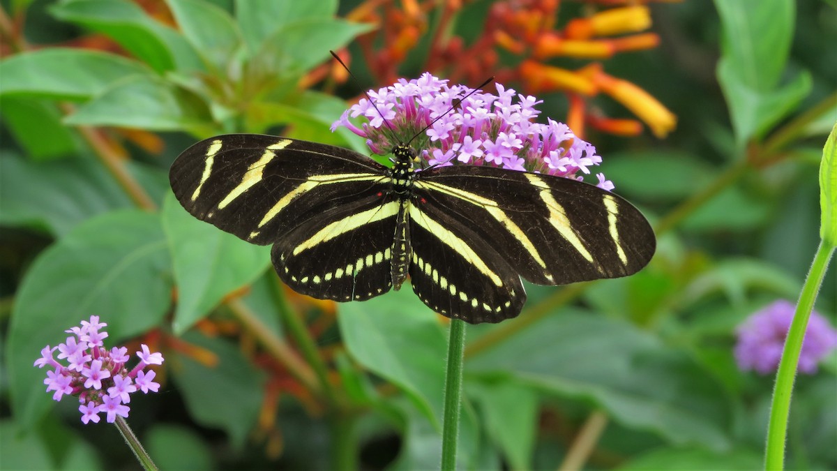Insects - ML635607666
