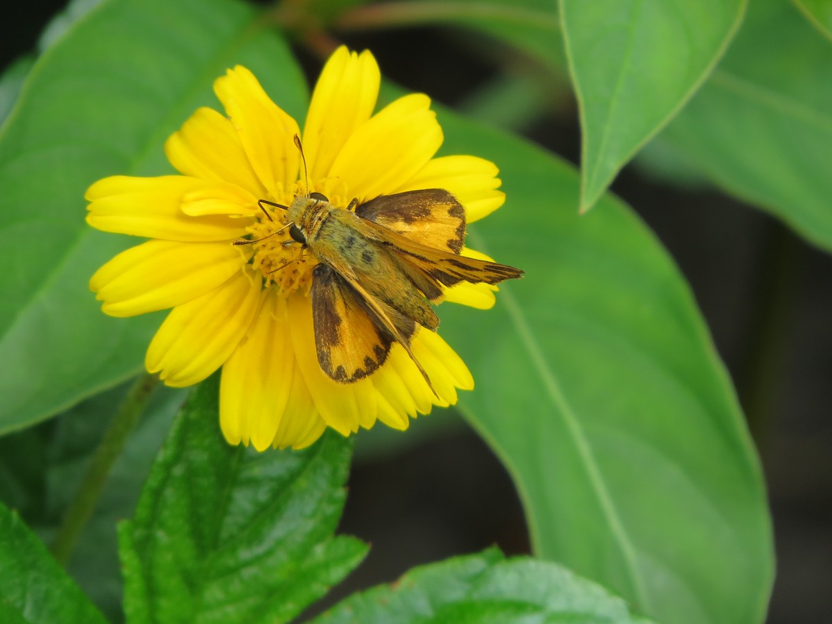 Insects - ML635607668