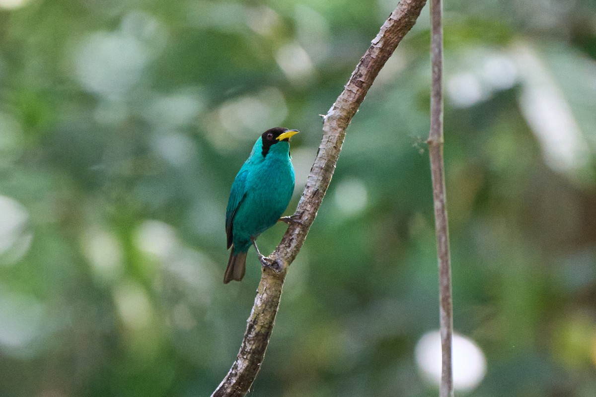 Green Honeycreeper - ML635607688