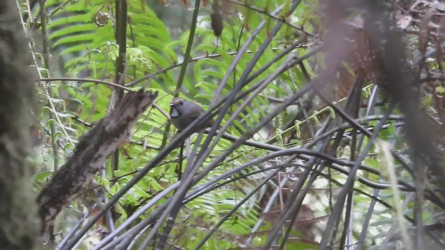 White-gorgeted Flycatcher - ML635607695