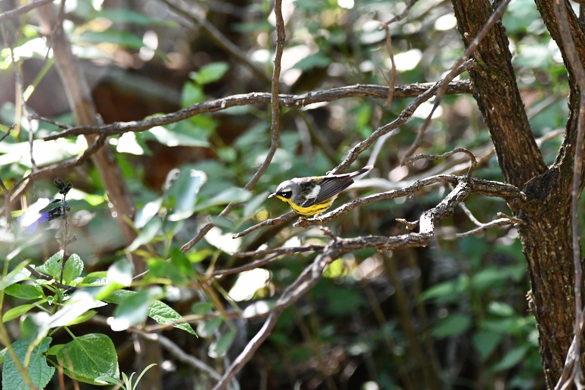 Magnolia Warbler - ML635607725
