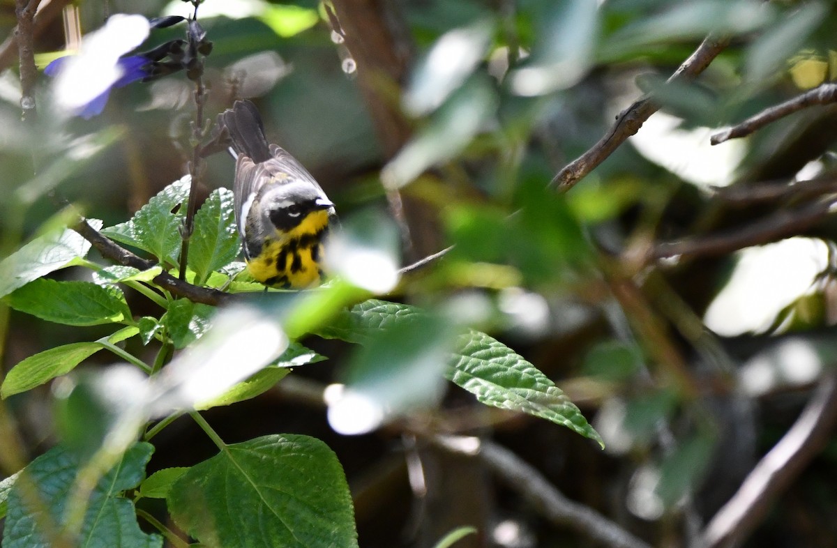 Magnolia Warbler - ML635607733