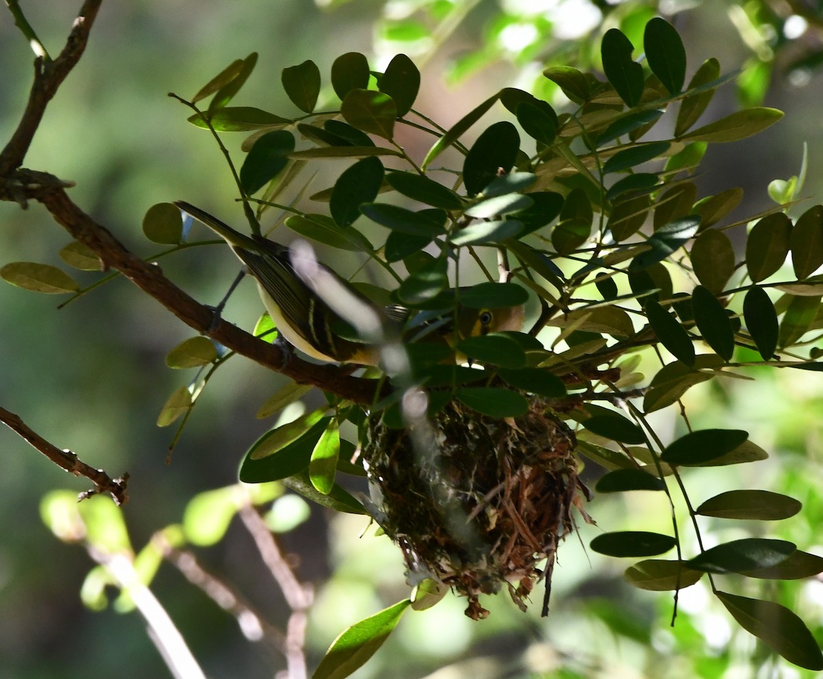 White-eyed Vireo - ML635607759