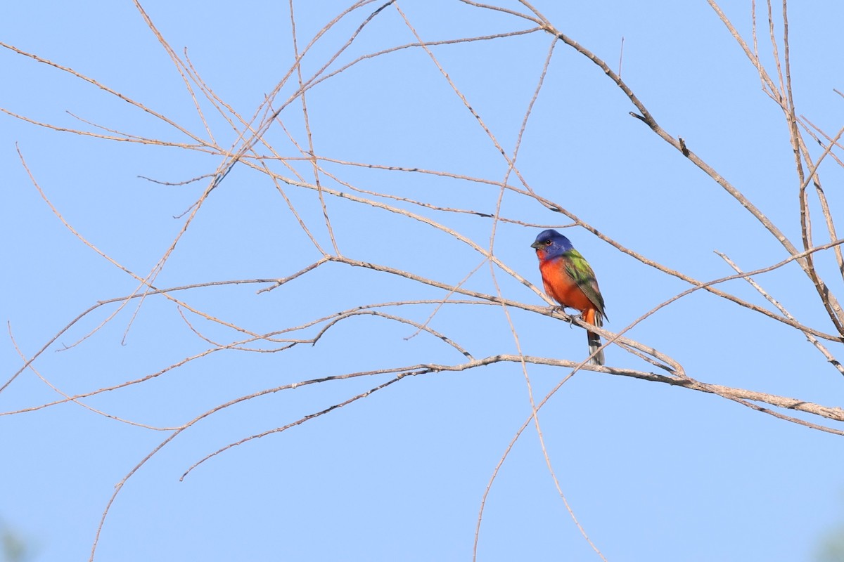 Painted Bunting - ML635607761