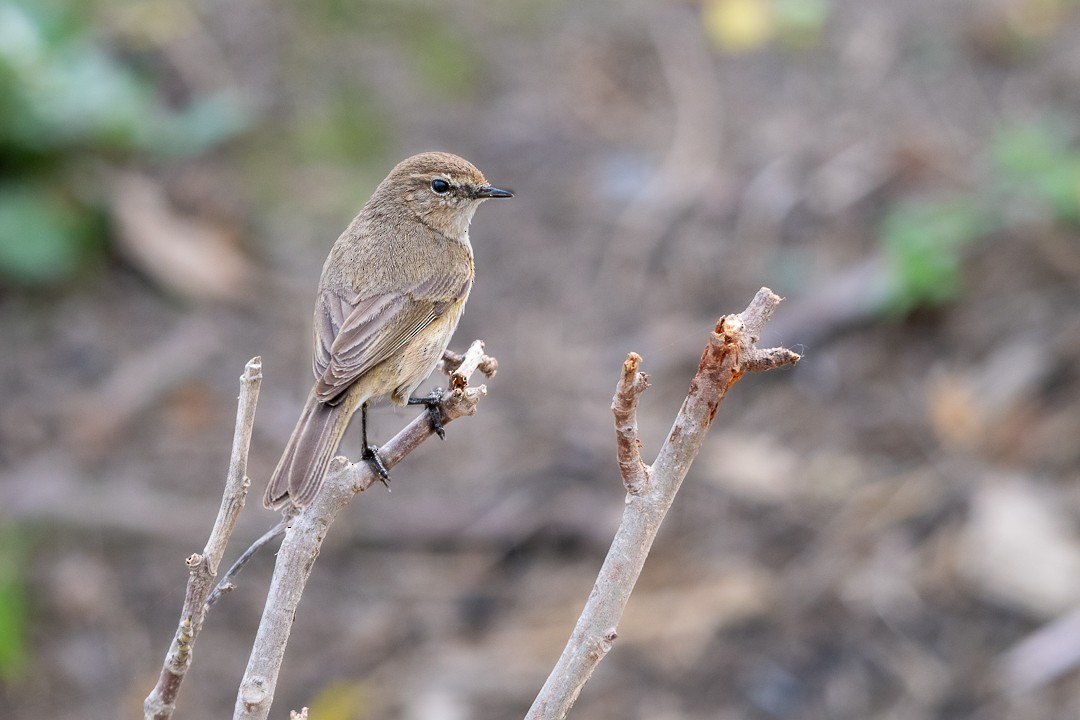 Common Chiffchaff - ML635607798