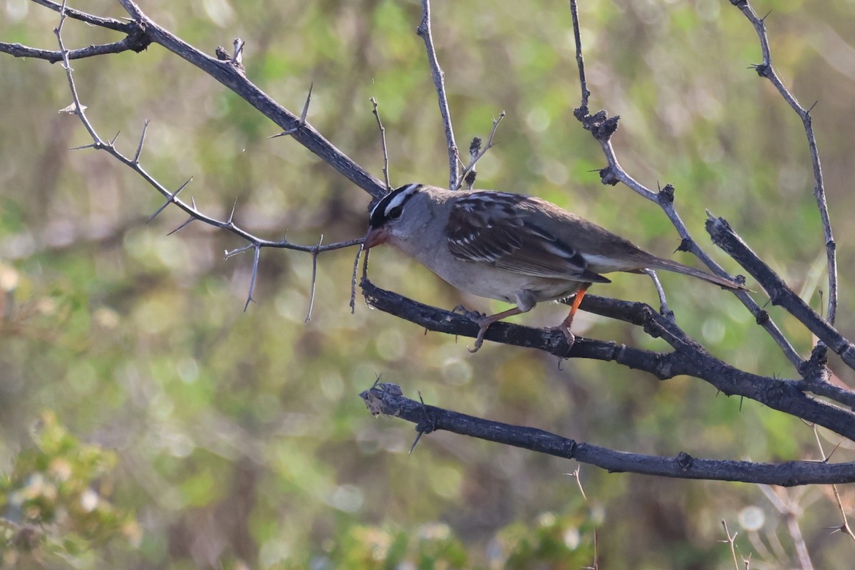 White-crowned Sparrow (Dark-lored) - ML635607824