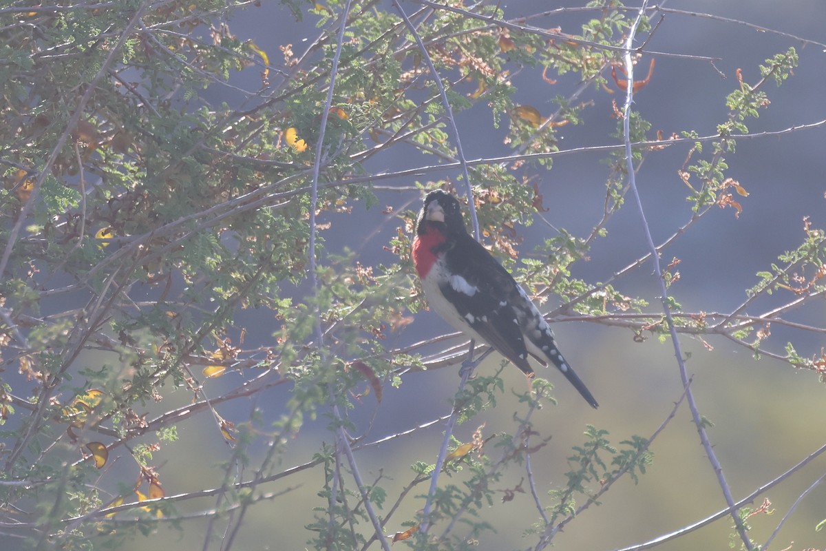 Rose-breasted Grosbeak - ML635607871