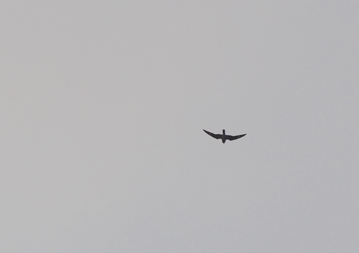 Common Nighthawk - ML635607903