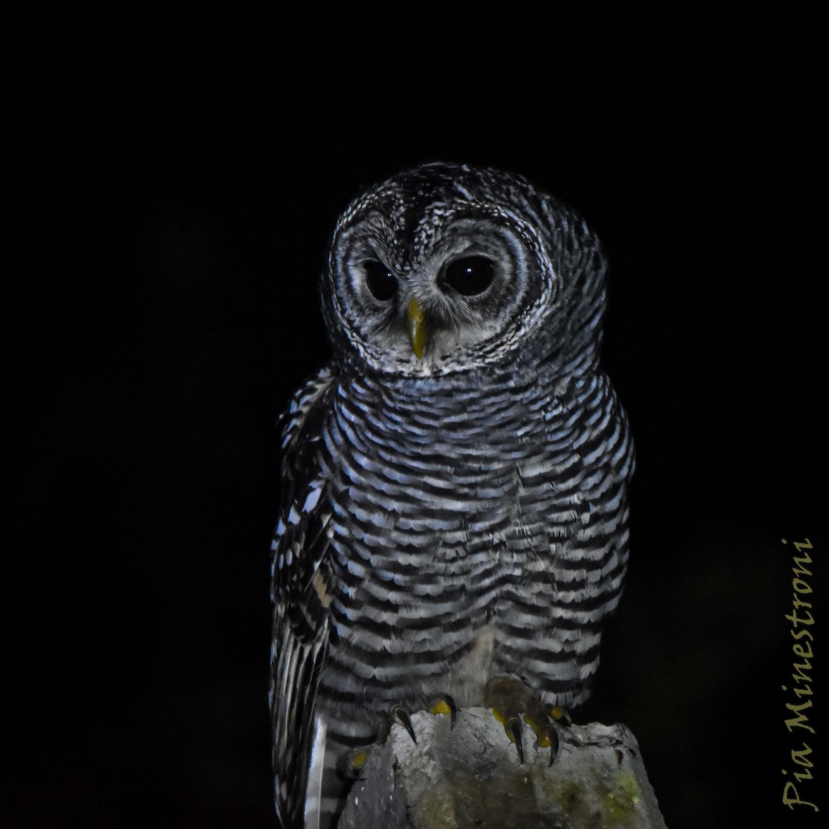 Chaco Owl - ML635607959