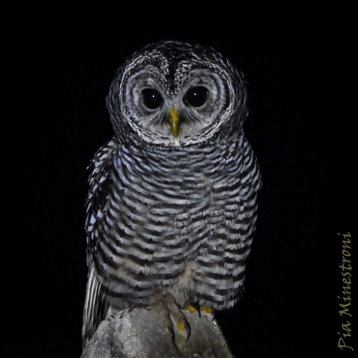 Chaco Owl - ML635607962