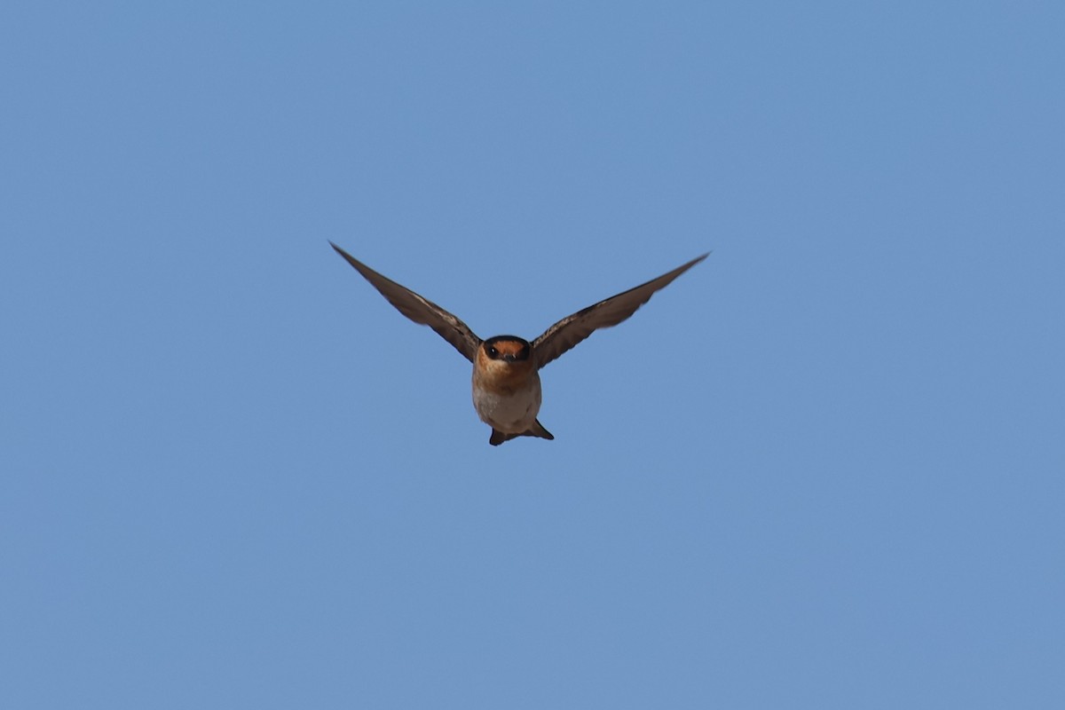 Cave Swallow (Texas) - ML635607982