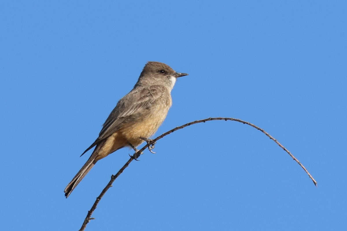 Say's Phoebe - ML635608025