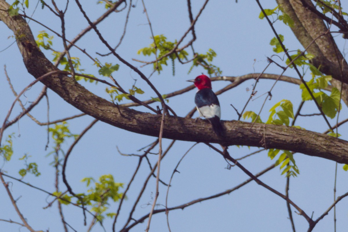 Red-headed Woodpecker - ML635608040