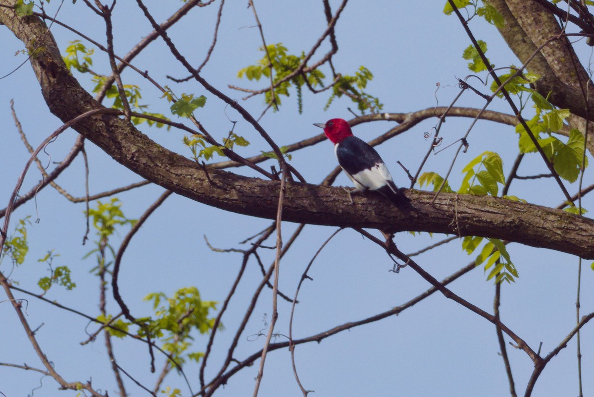 Red-headed Woodpecker - ML635608041