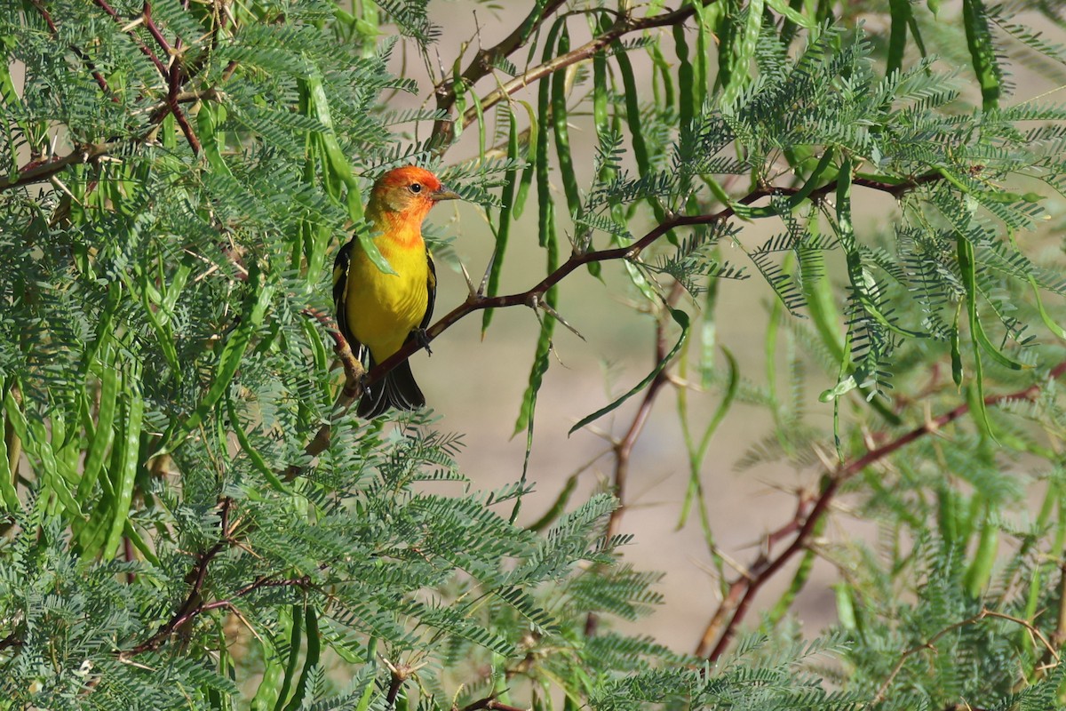 Western Tanager - ML635608054
