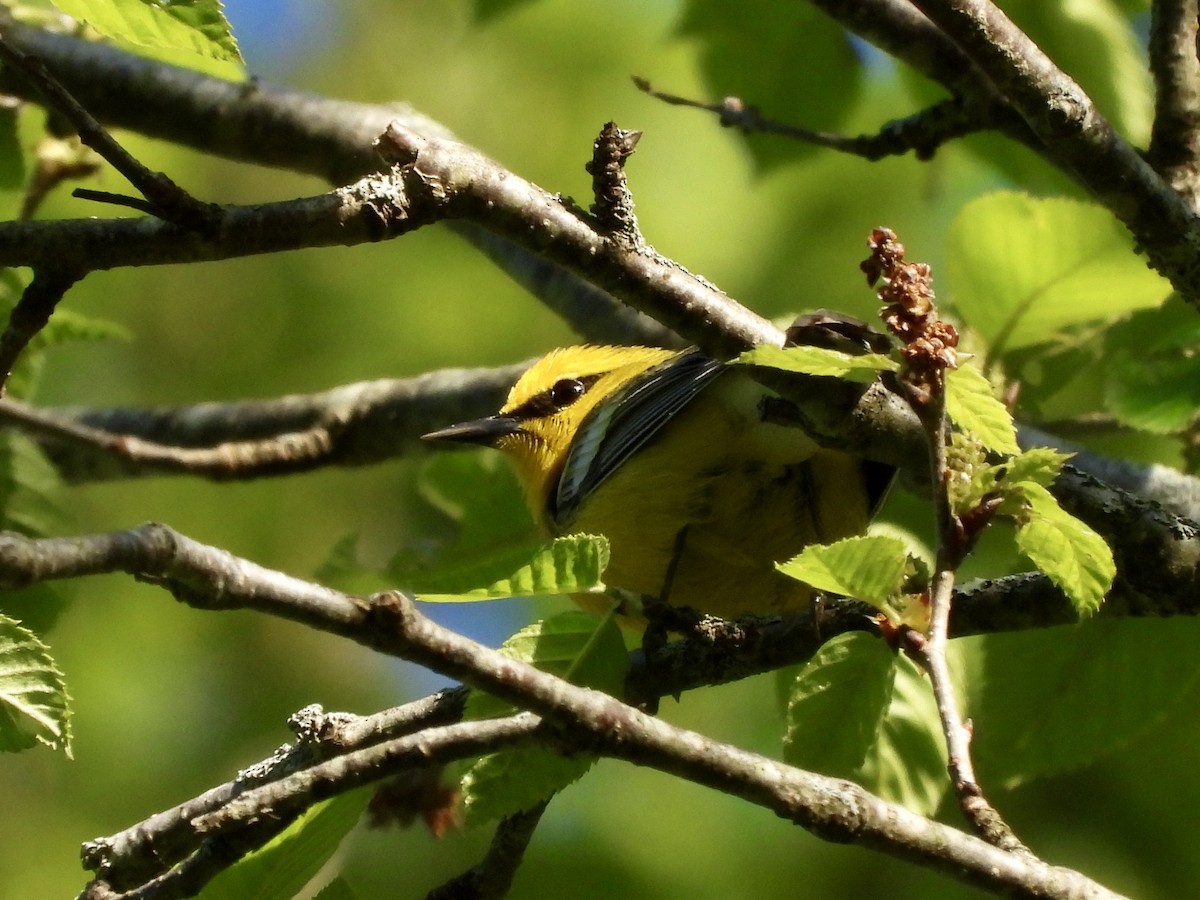 blåvingeparula - ML635608081